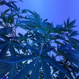 How to grow cannabis